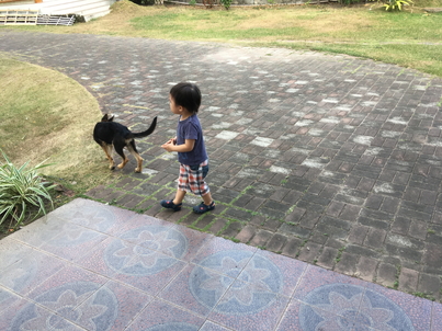 犬と遊ぶ